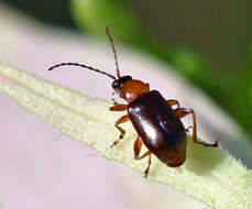 Image of Cereal leaf beetle