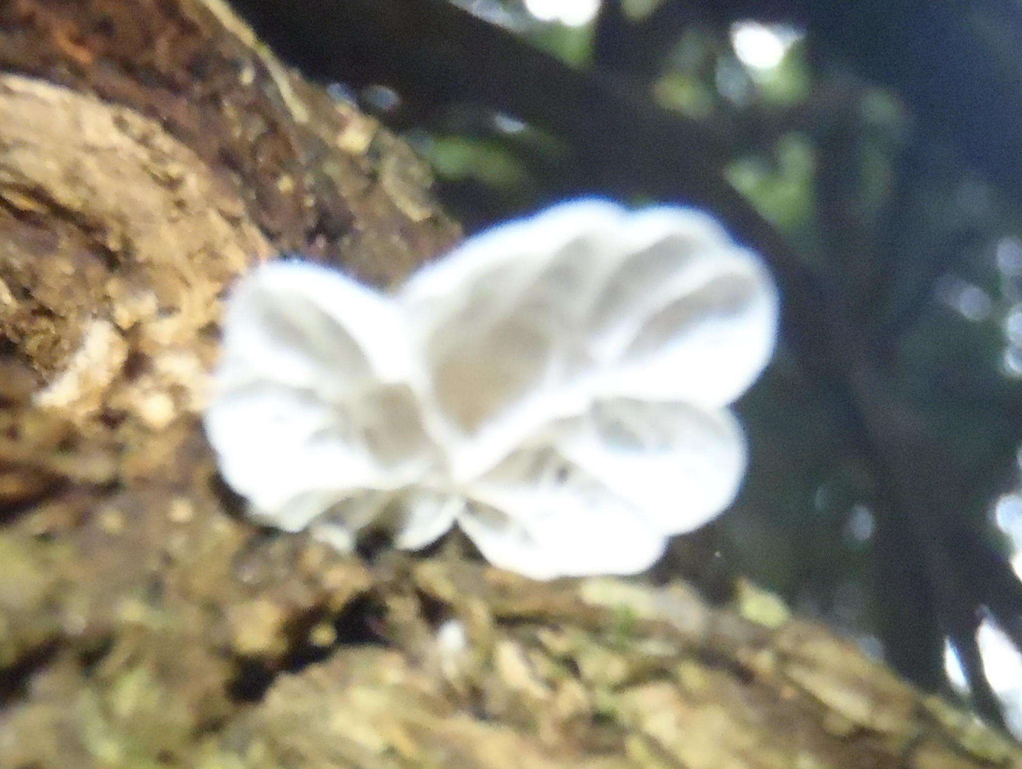 Image of Campanella capensis (Berk.) D. A. Reid 1975