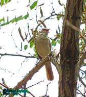 Image of nightingale, common nightingale