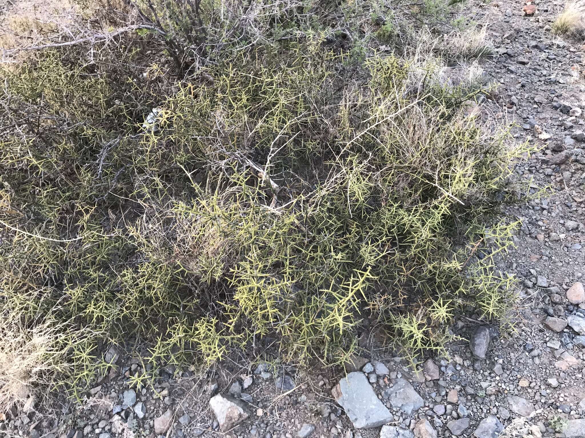 Image of crown of thorns