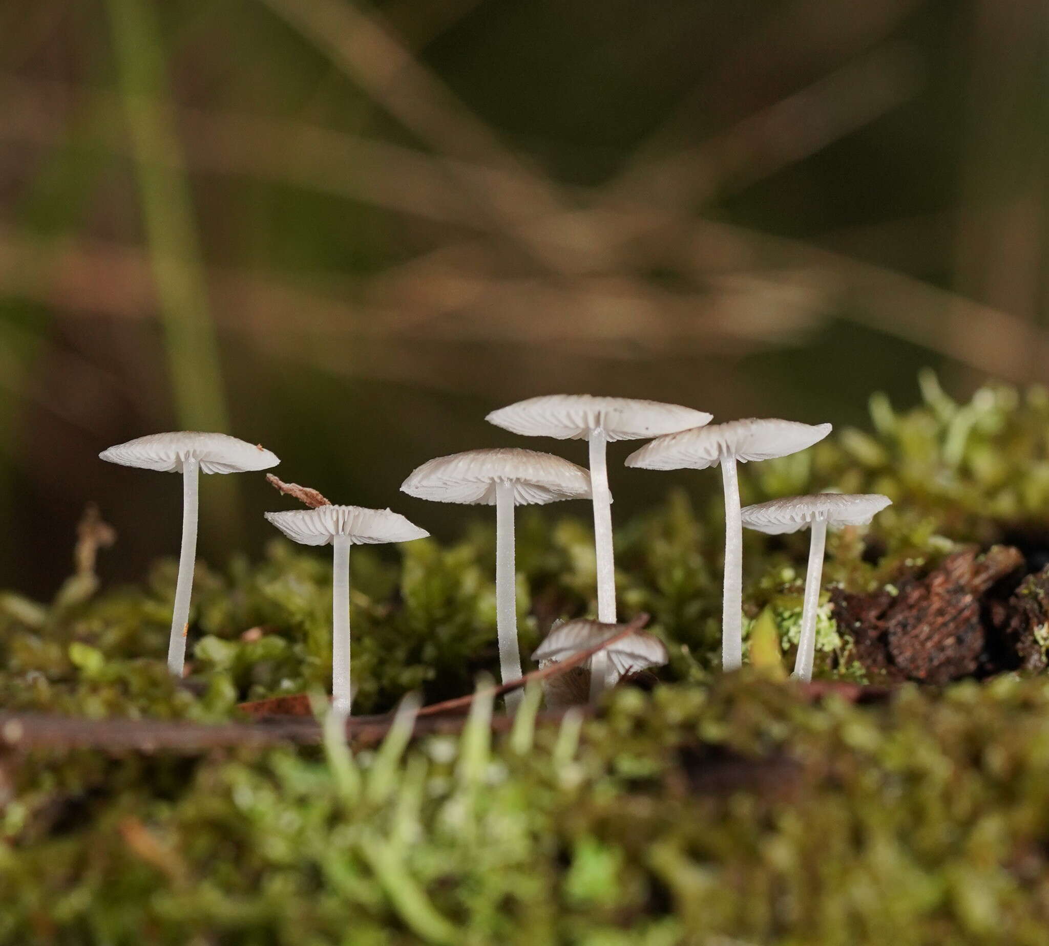 صورة Mycena fumosa Grgur. 2003