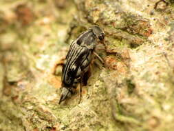 Image de Tomoxia lineella Le Conte 1862