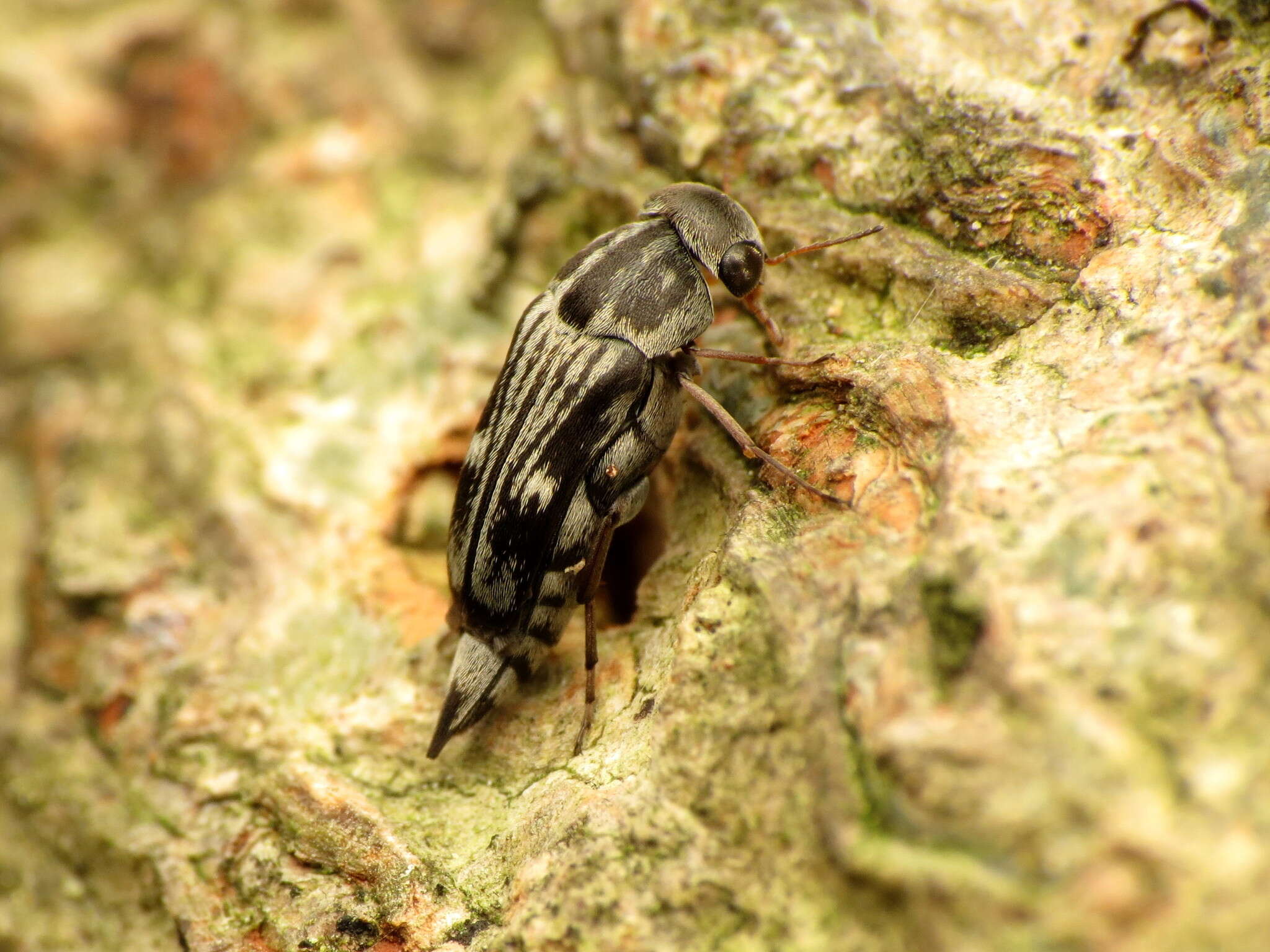 Plancia ëd Tomoxia lineella Le Conte 1862