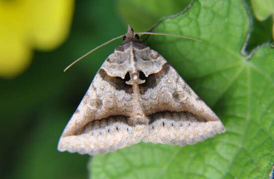 Celiptera valina Schaus 1901 resmi