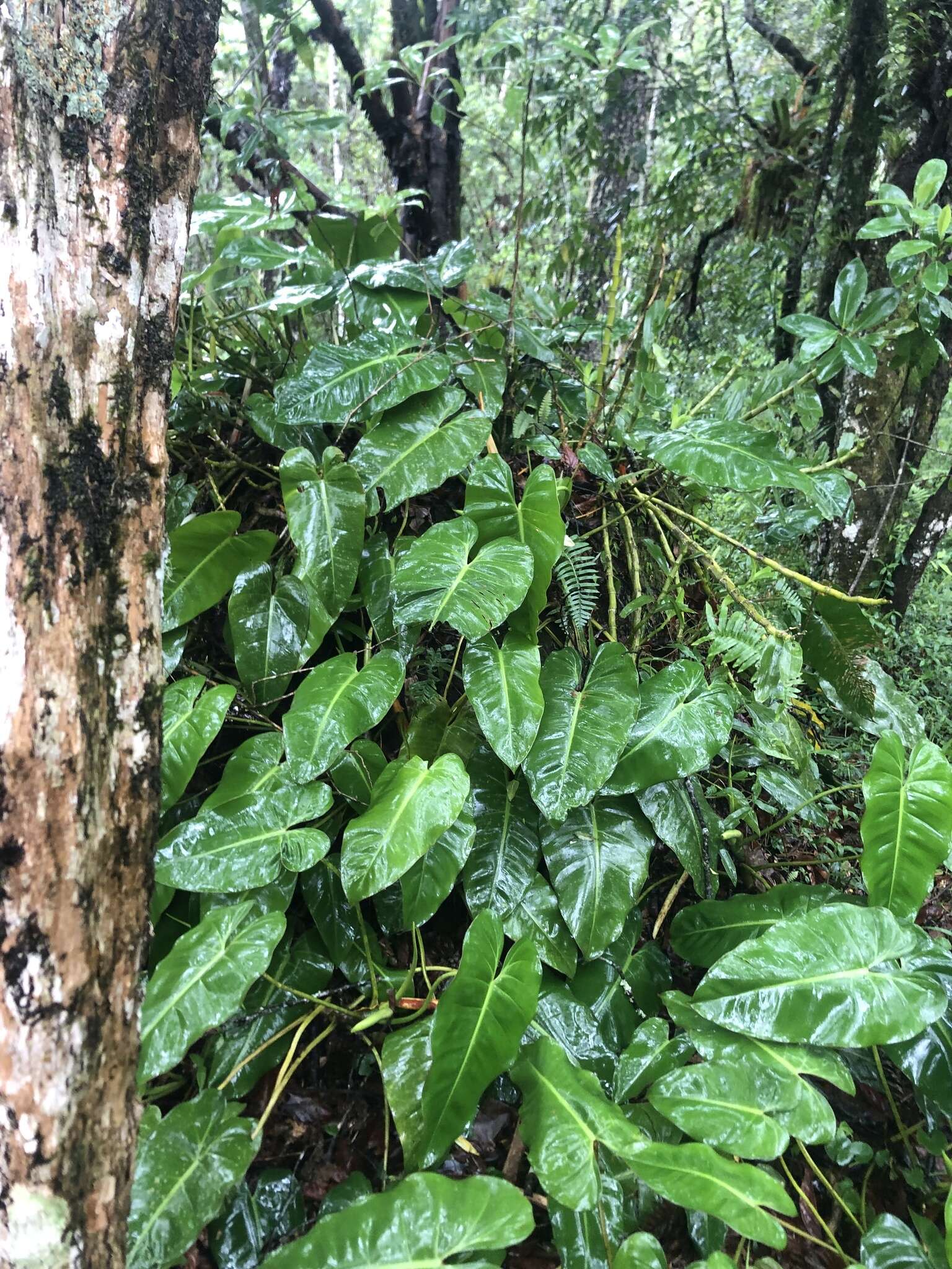 Imagem de Philodendron loefgrenii Engl.