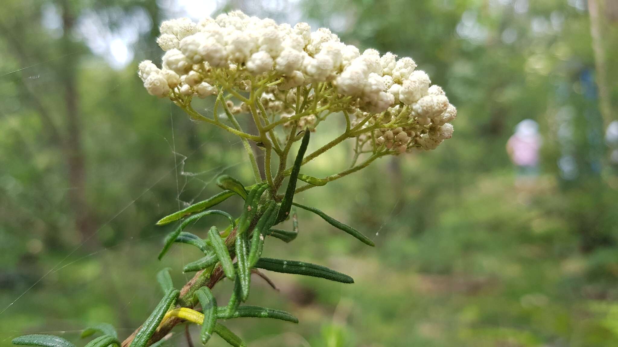 Image of Ozothamnus diosmifolius (Vent.) DC.