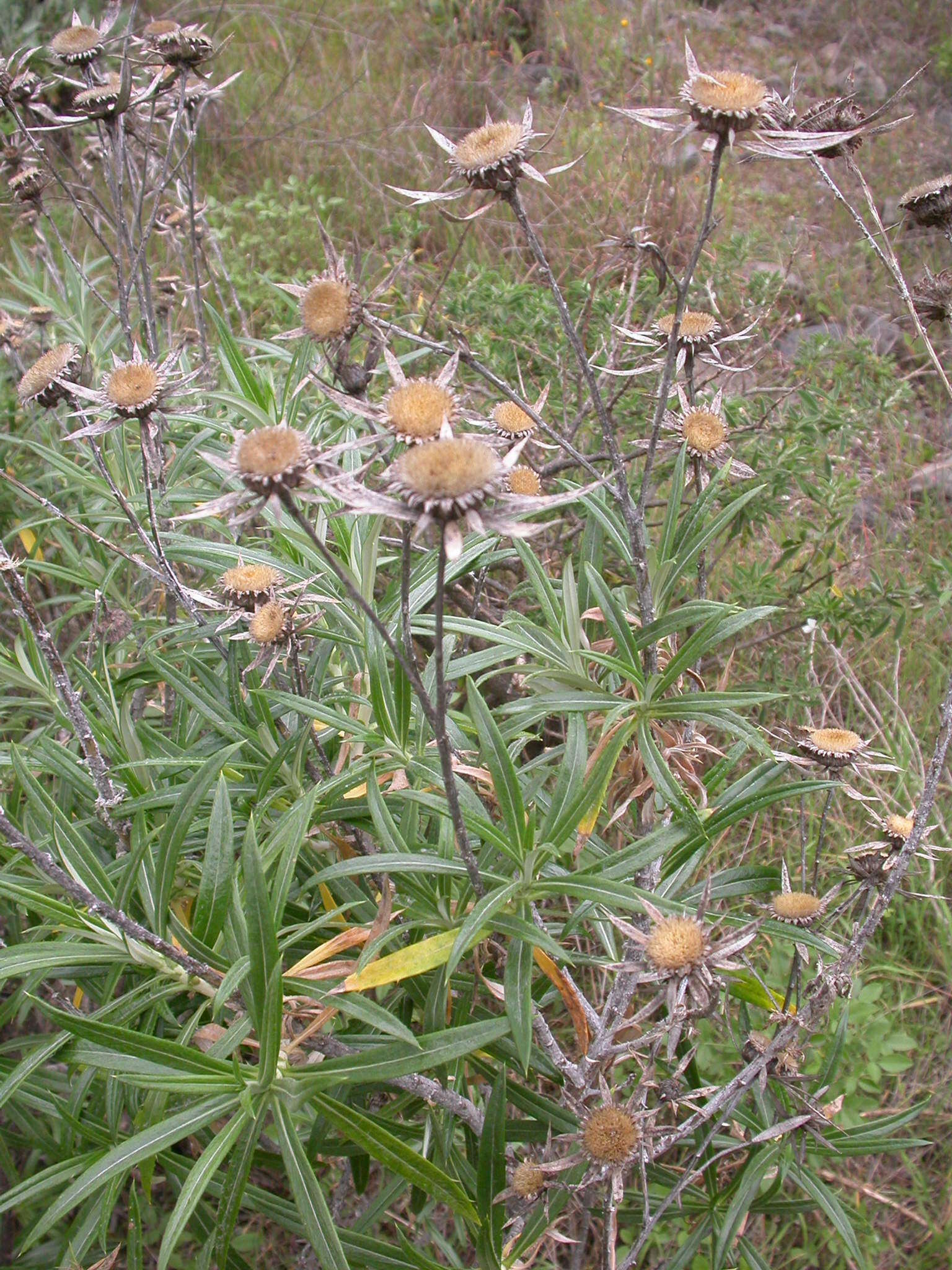 صورة Carlina falcata Svent.