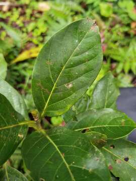 Image of Ocotea quadriporata (Burger) Kosterm.