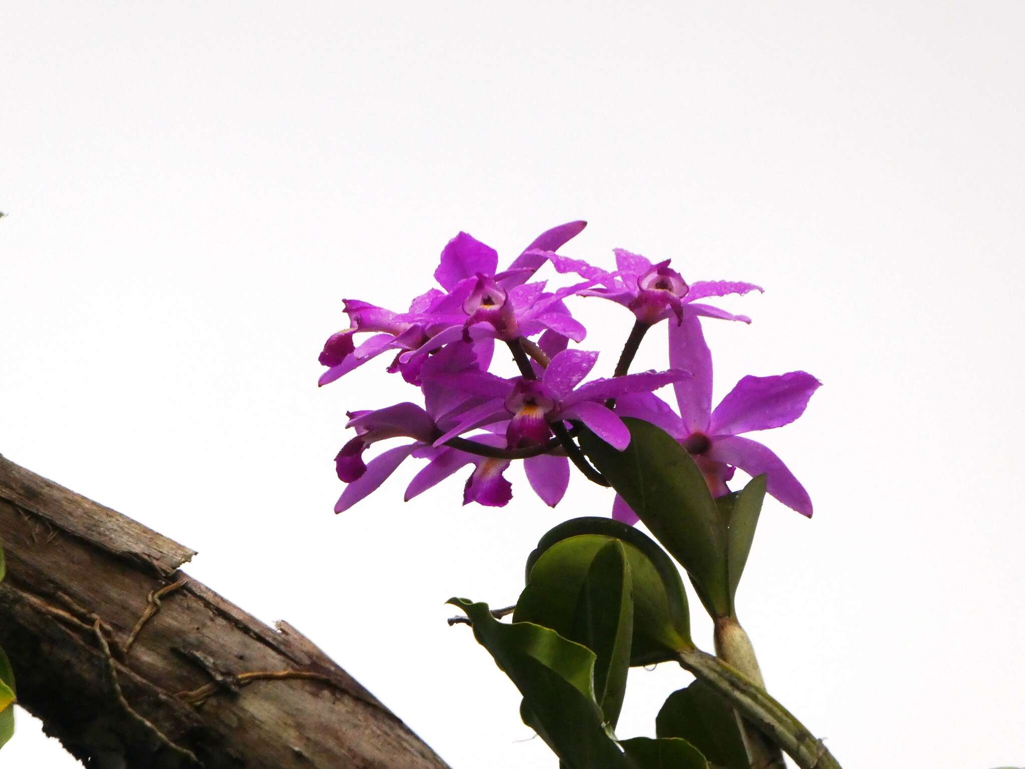 Image of Violet Cattleya