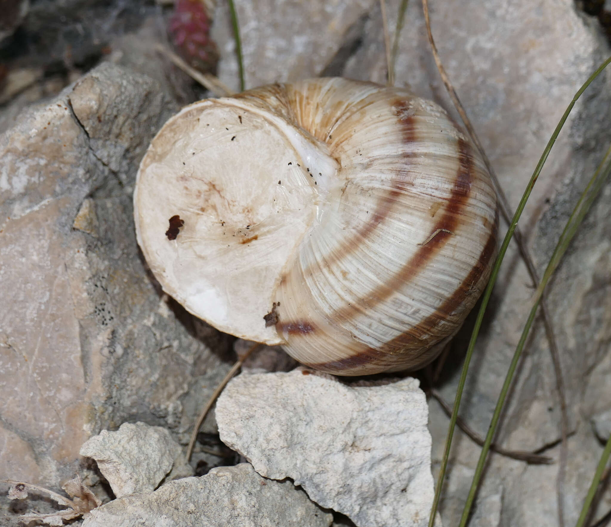 Image of Helix ligata O. F. Müller 1774