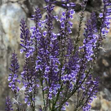 Image of Anarrhinum longipedicellatum R. Fernandes