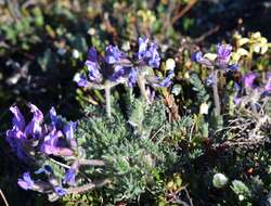 Image of arctic locoweed