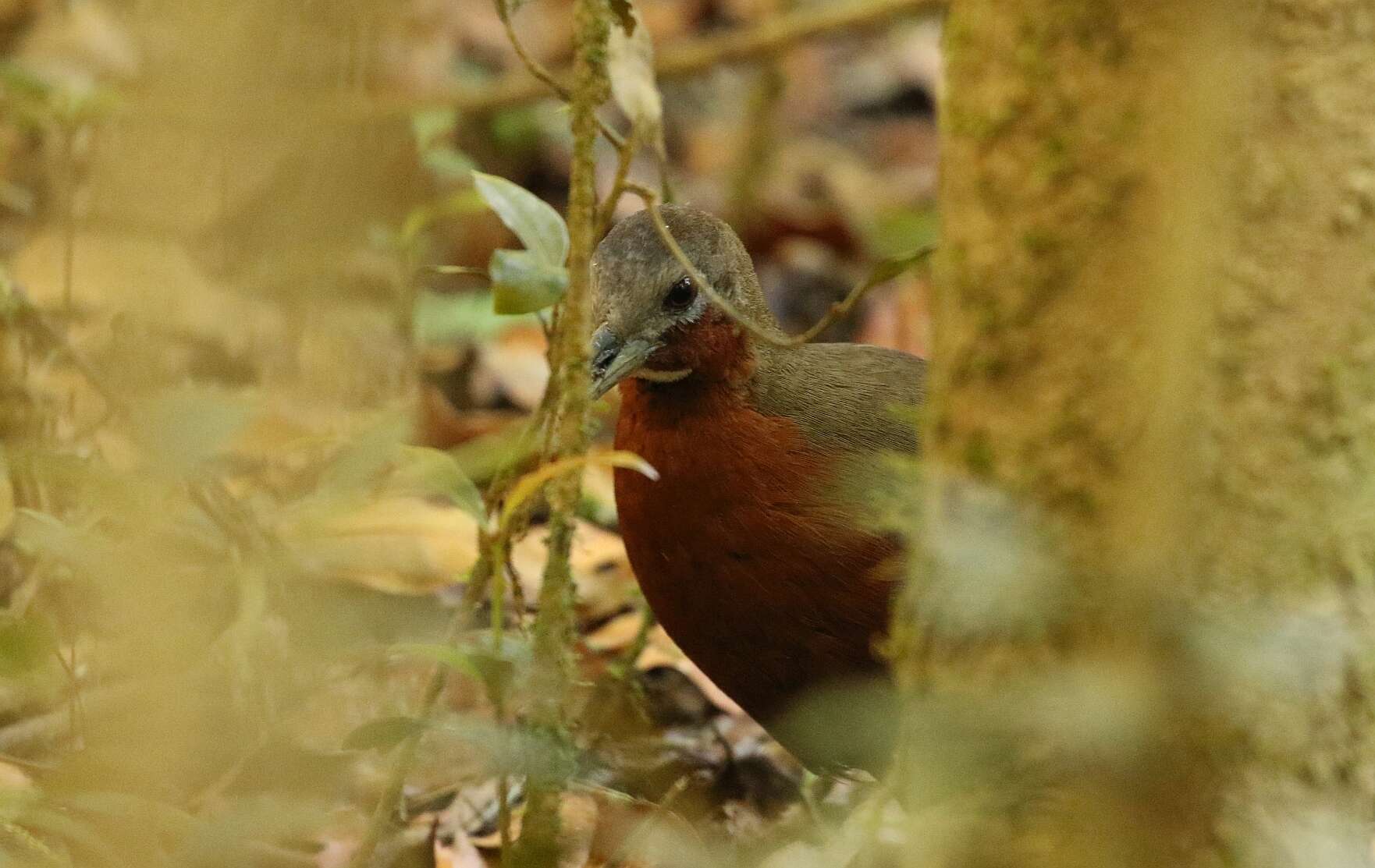 Image of Madagascar Wood Rail