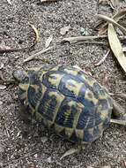 Image of Western Hermann's Tortoise