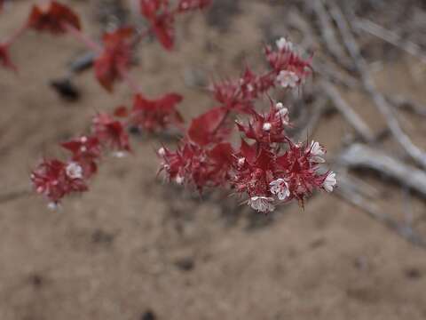 Imagem de Mucronea californica Benth.