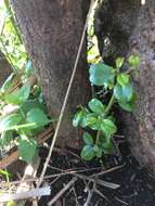 Image of Condalia buxifolia Reiss.