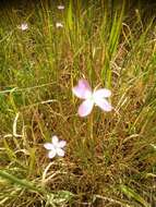 Image of Dianthus strictus Banks & Solander