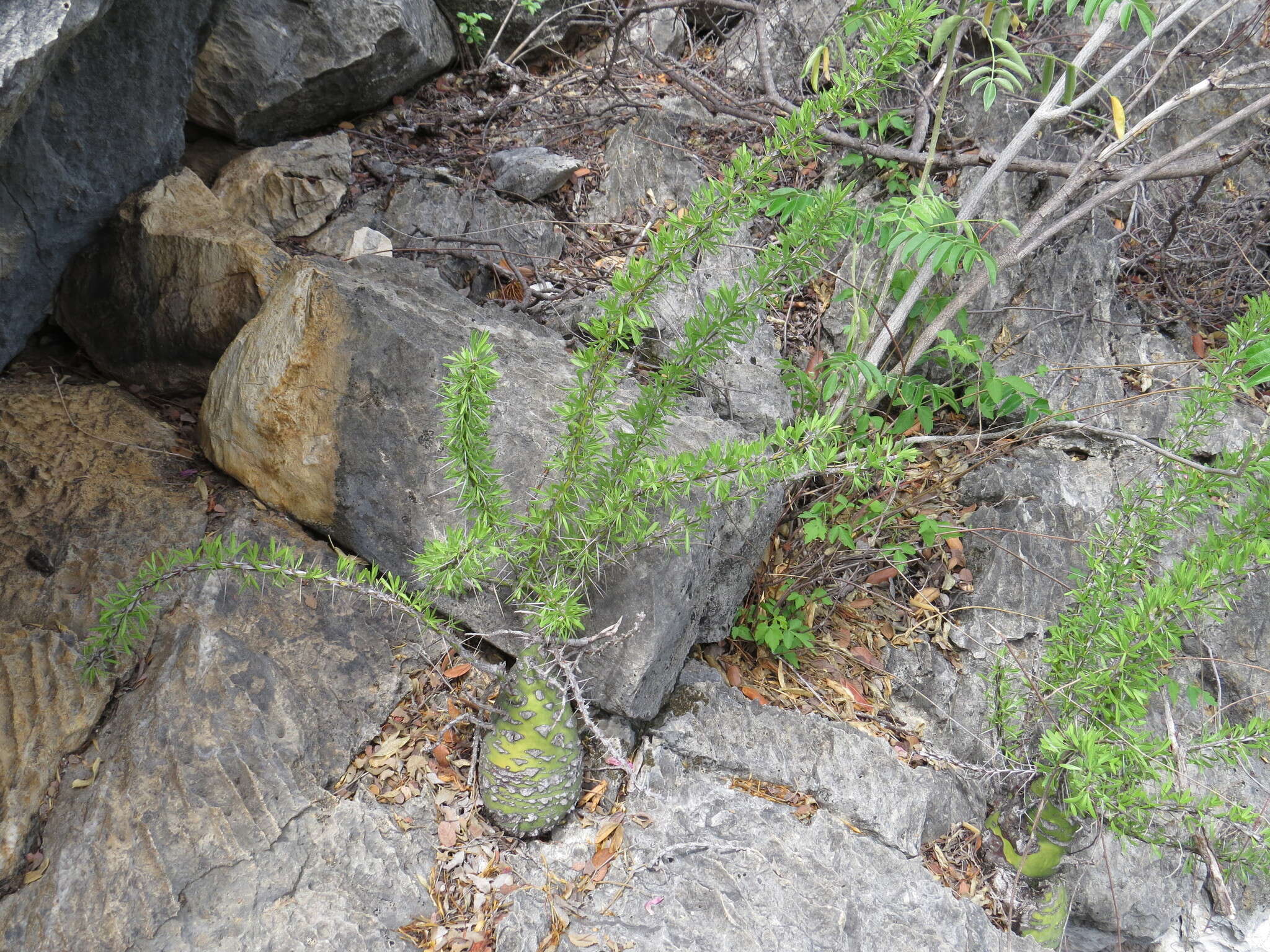 Imagem de Fouquieria purpusii T. S. Brandegee