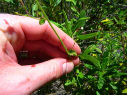 Image of violet snapdragon