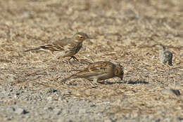 Image of Chestnut-collared Longspur