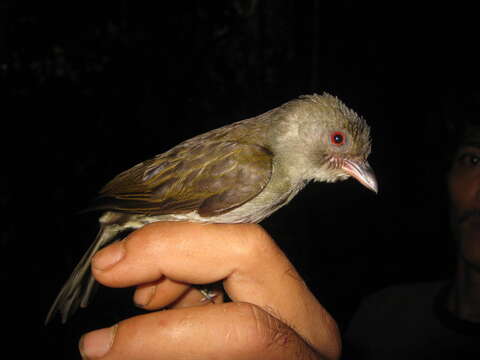 Image of Malay Honeyguide