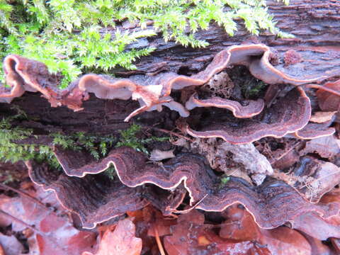 Image of Porostereum spadiceum (Pers.) Hjortstam & Ryvarden 1990