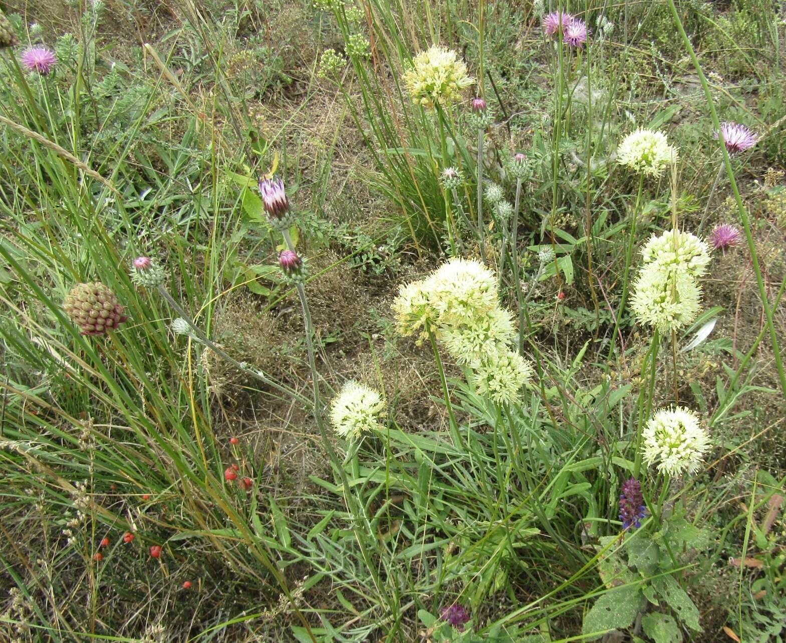 Image of Jurinea salicifolia Gruner