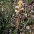 Image of Orobanche clausonis Pomel