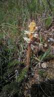 Image of Orobanche clausonis Pomel