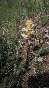 Image of Orobanche clausonis Pomel