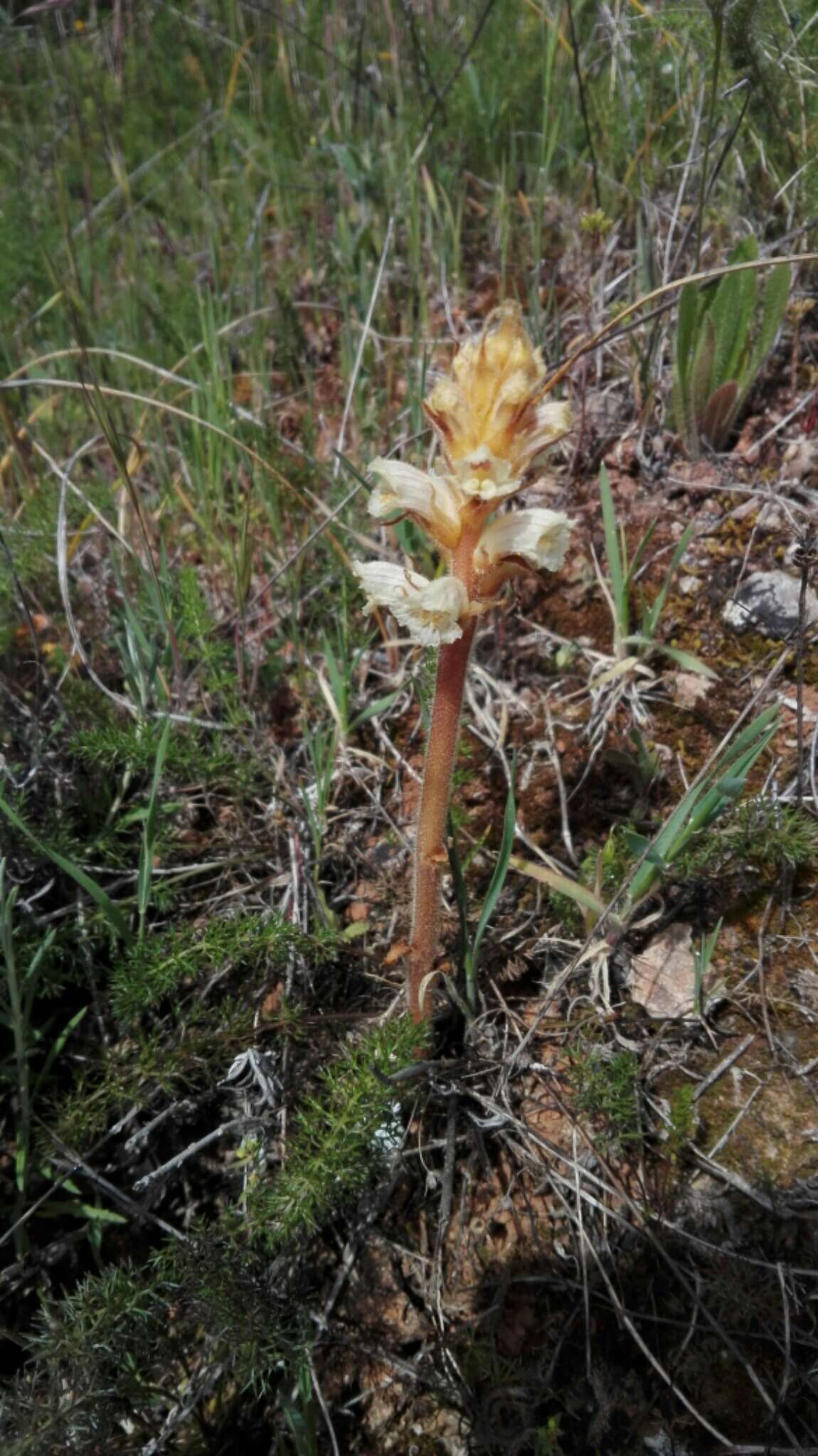 Image of Orobanche clausonis Pomel