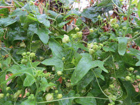 Image of white bryony