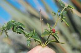 Plancia ëd Chenopodium nutans (R. Br.) S. Fuentes & Borsch