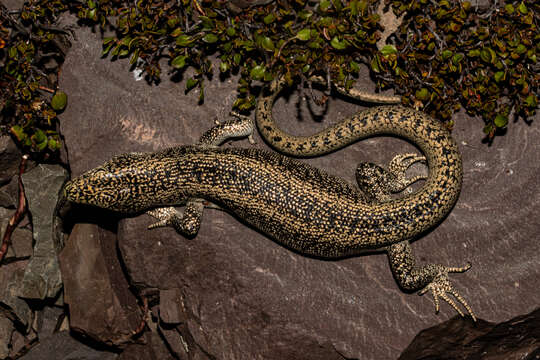 Image of Scree Skink