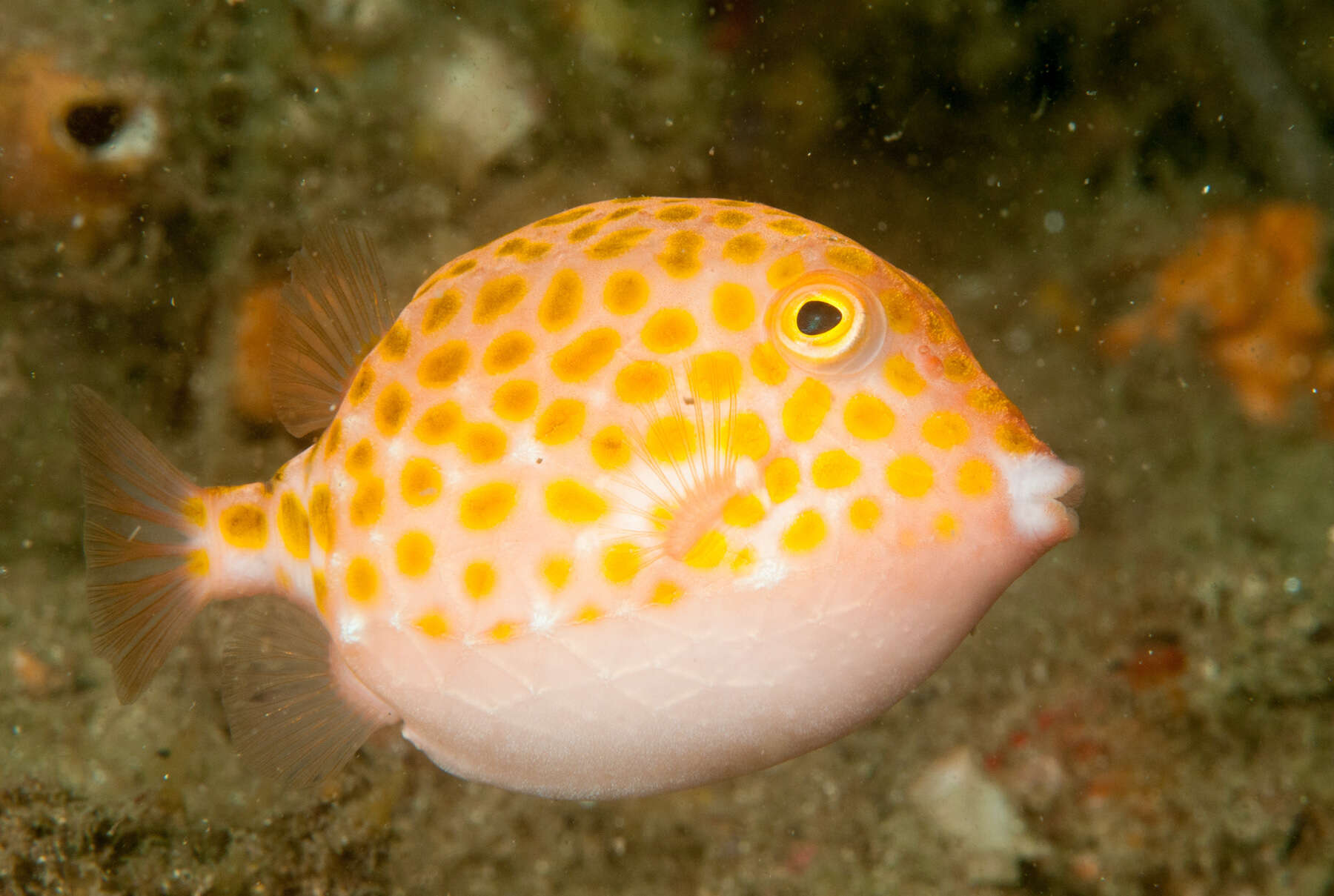 Image of Blue boxfish