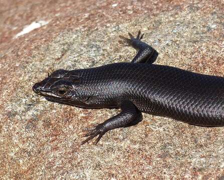 Image of Trachylepis sulcata sulcata (Peters 1867)