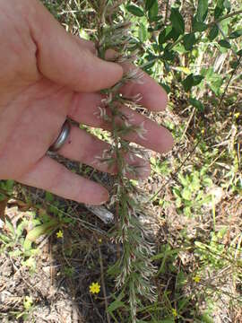 Image of Liatris hesperelegans G. L. Nesom