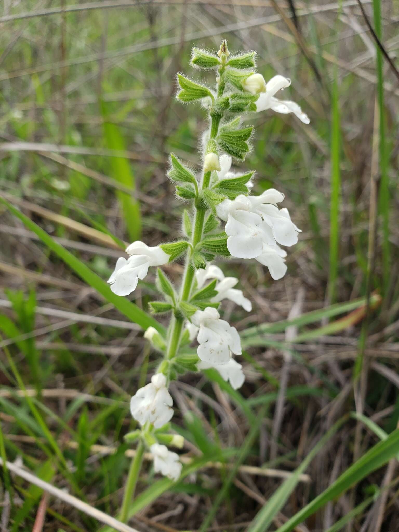 Image of Salvia assurgens Kunth