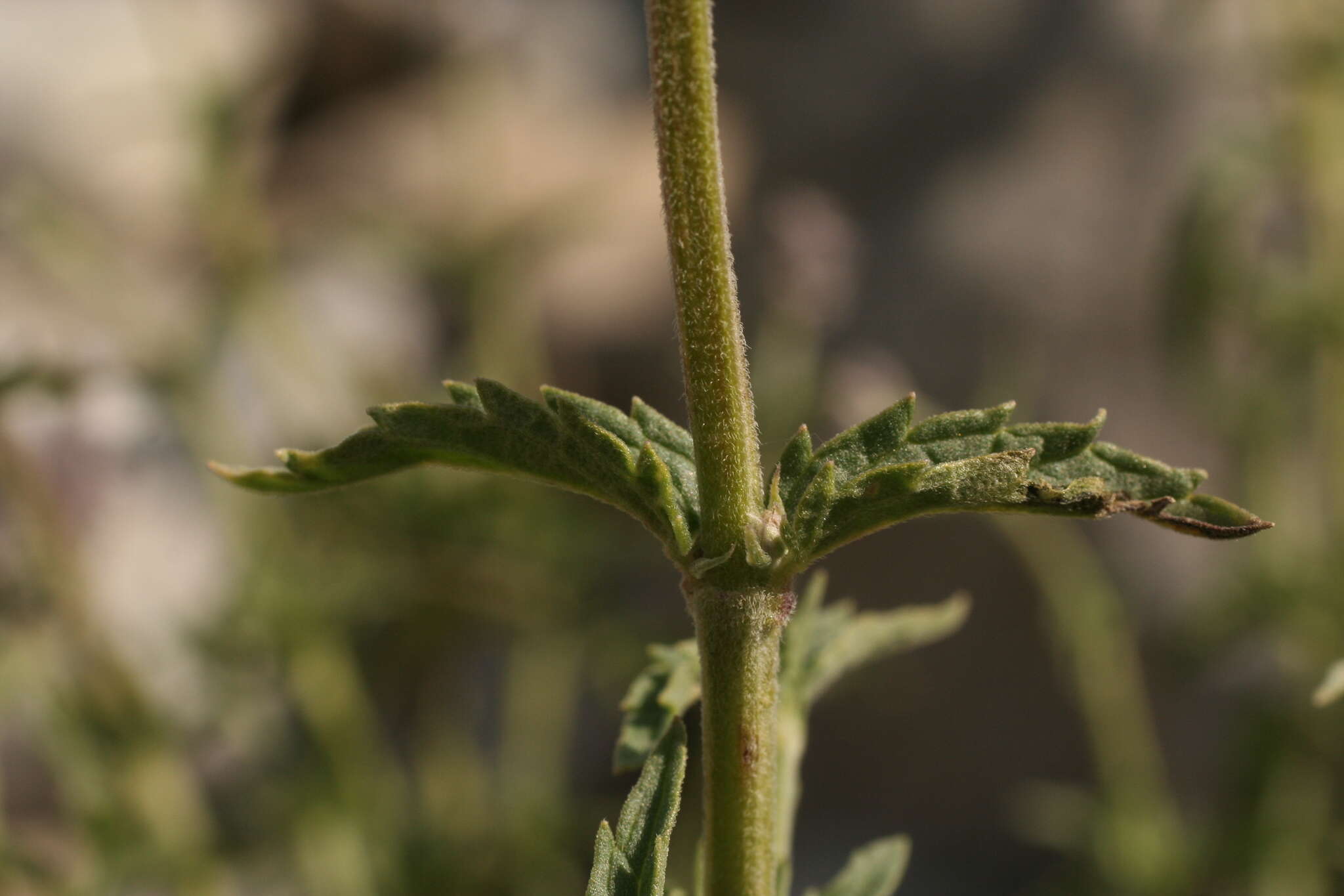 Image de Nepeta nepetella L.