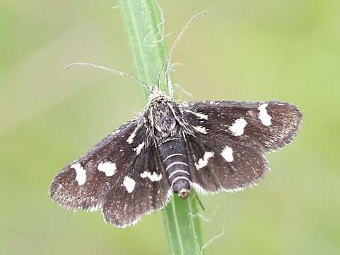 صورة Eurrhypis pollinalis