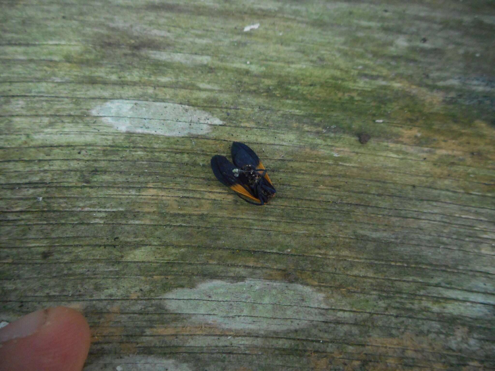 Image of Black-and-yellow Lichen Moth