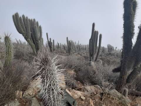 Echinopsis chiloensis subsp. skottsbergii (Backeb. ex Skottsb.) G. J. Charles resmi