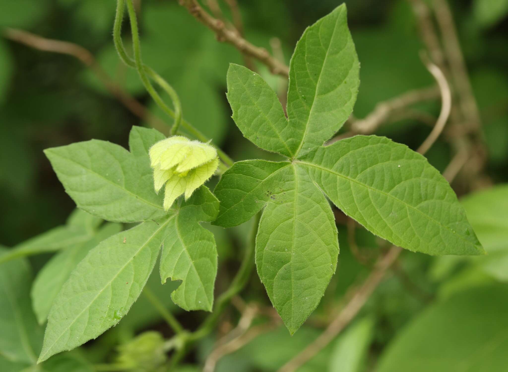 Image of Dalechampia capensis A. Spreng.