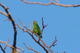 Image of Philippine Hanging Parrot