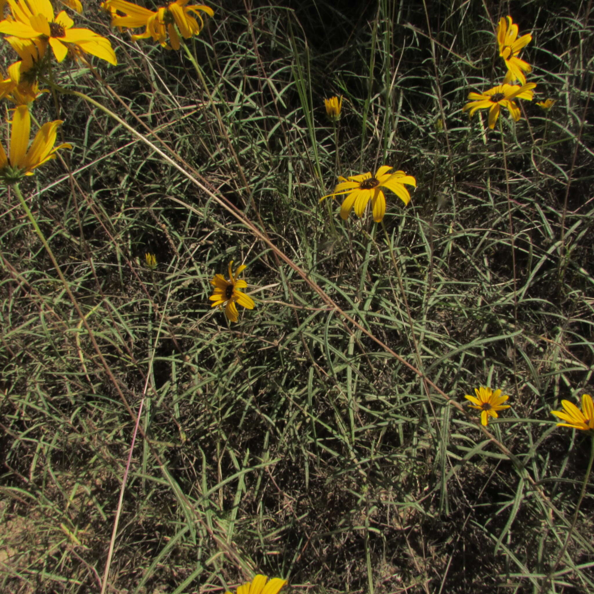 Image of swamp sunflower