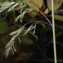 Image of Large Hawaii Love Grass