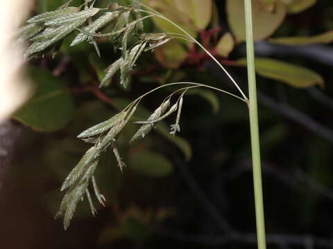 Image of Large Hawaii Love Grass