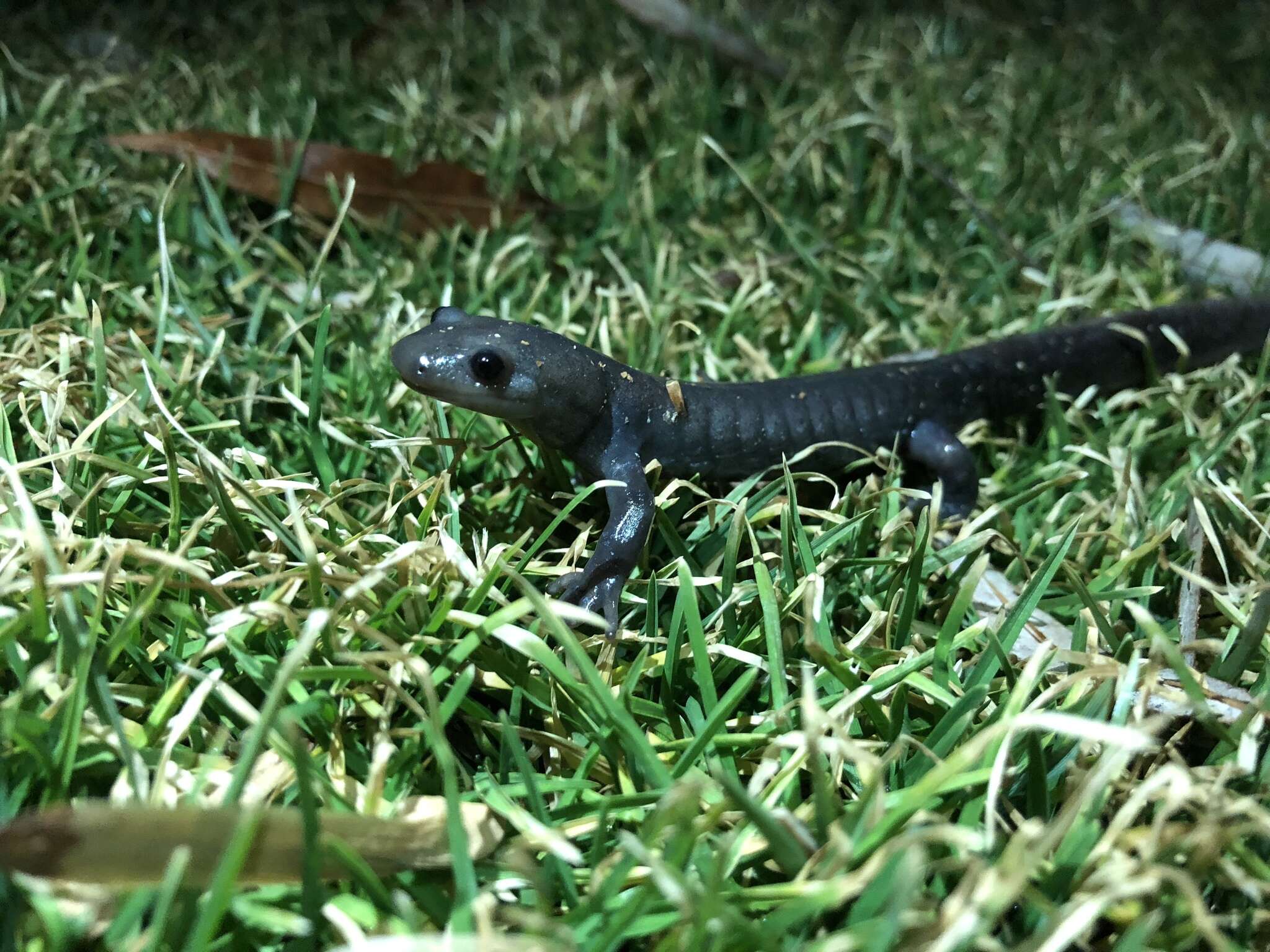 Image of Jefferson Salamander