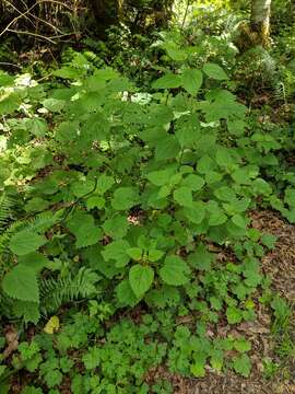 Image of Urtica gracilis Aiton