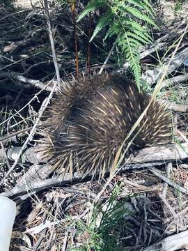 Image of Tasmanian Echidna